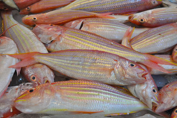 Fish and Shrimp Farms